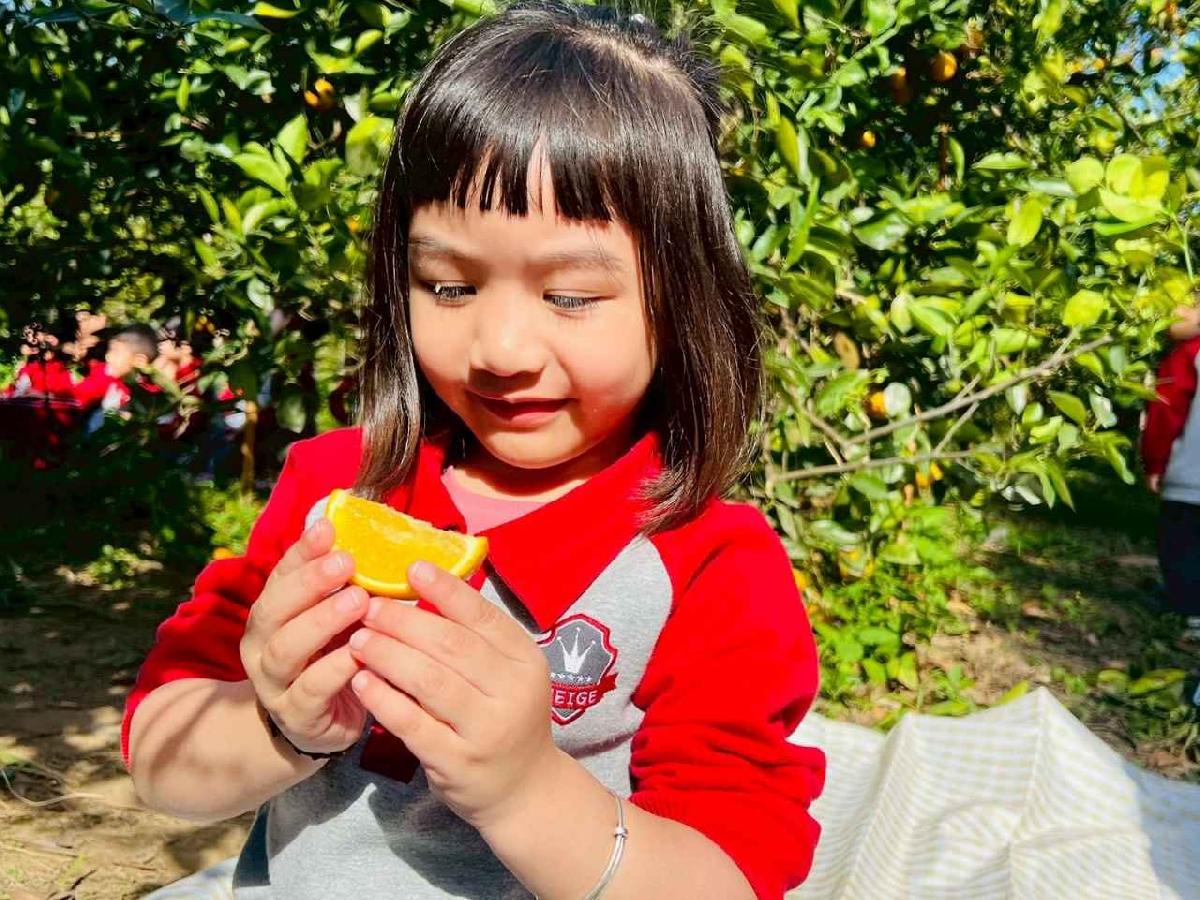 line_album_1150115採柳丁的樂趣_260115_10