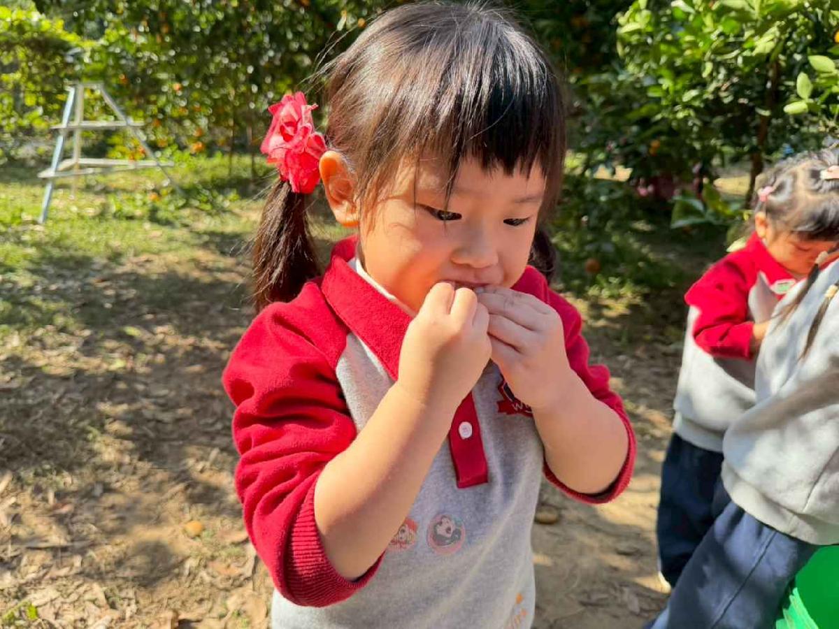 line_album_1150115採柳丁的樂趣_260115_14