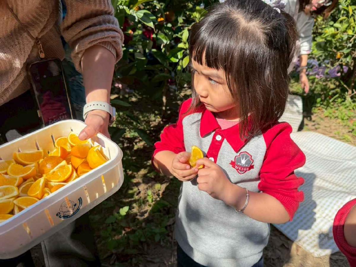 line_album_1150115採柳丁的樂趣_260115_16