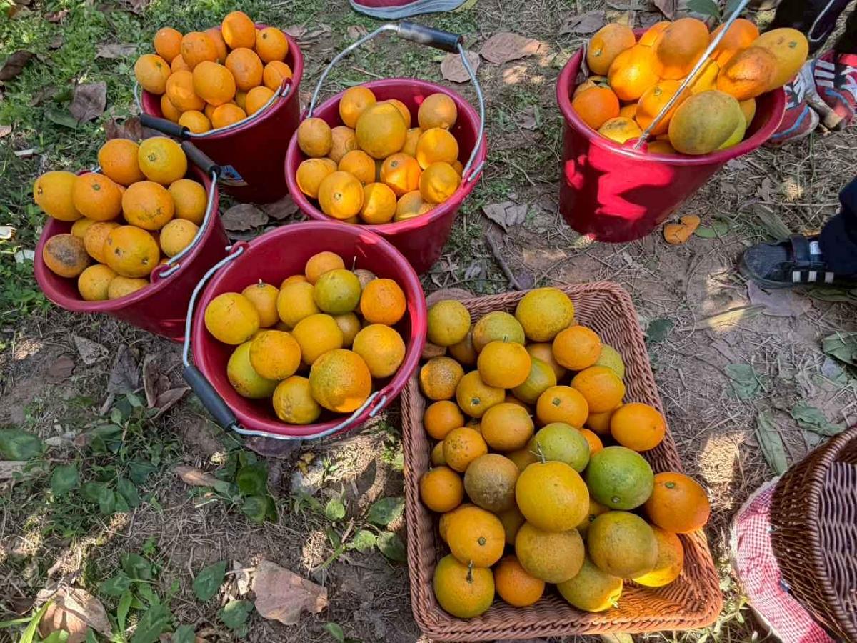 line_album_1150115採柳丁的樂趣_260115_22