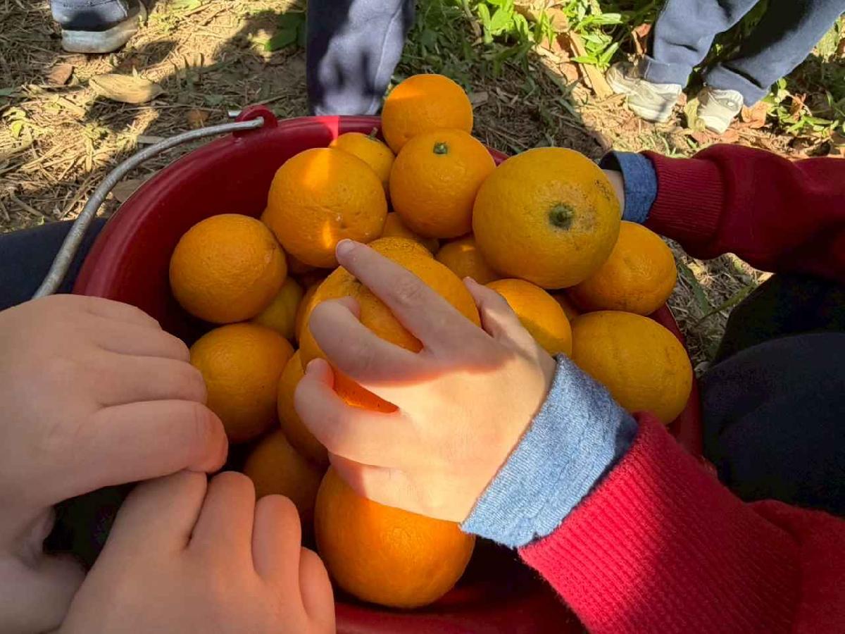 line_album_1150115採柳丁的樂趣_260115_23