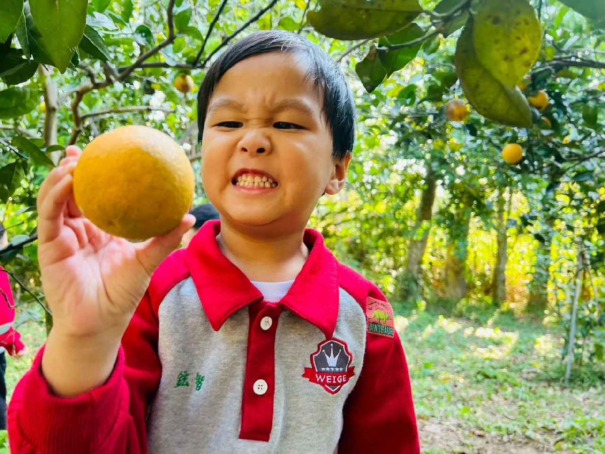 line_album_1150115採柳丁的樂趣_260115_45