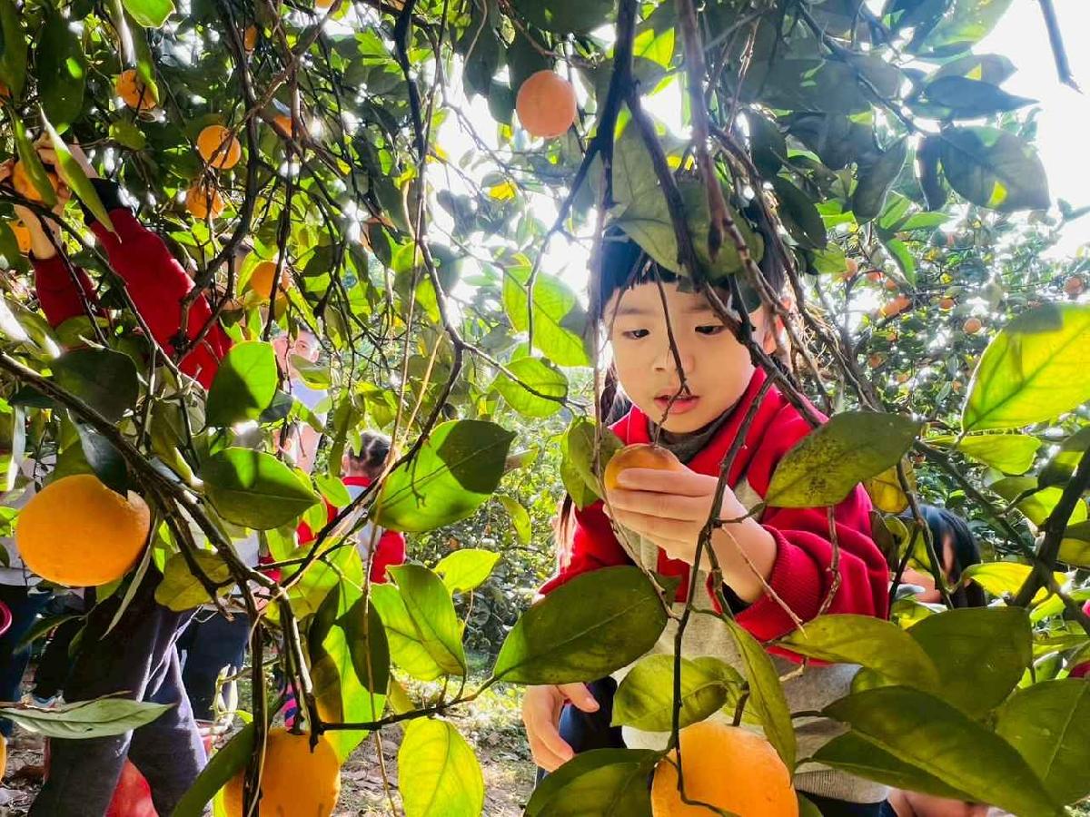 line_album_1150115採柳丁的樂趣_260115_47