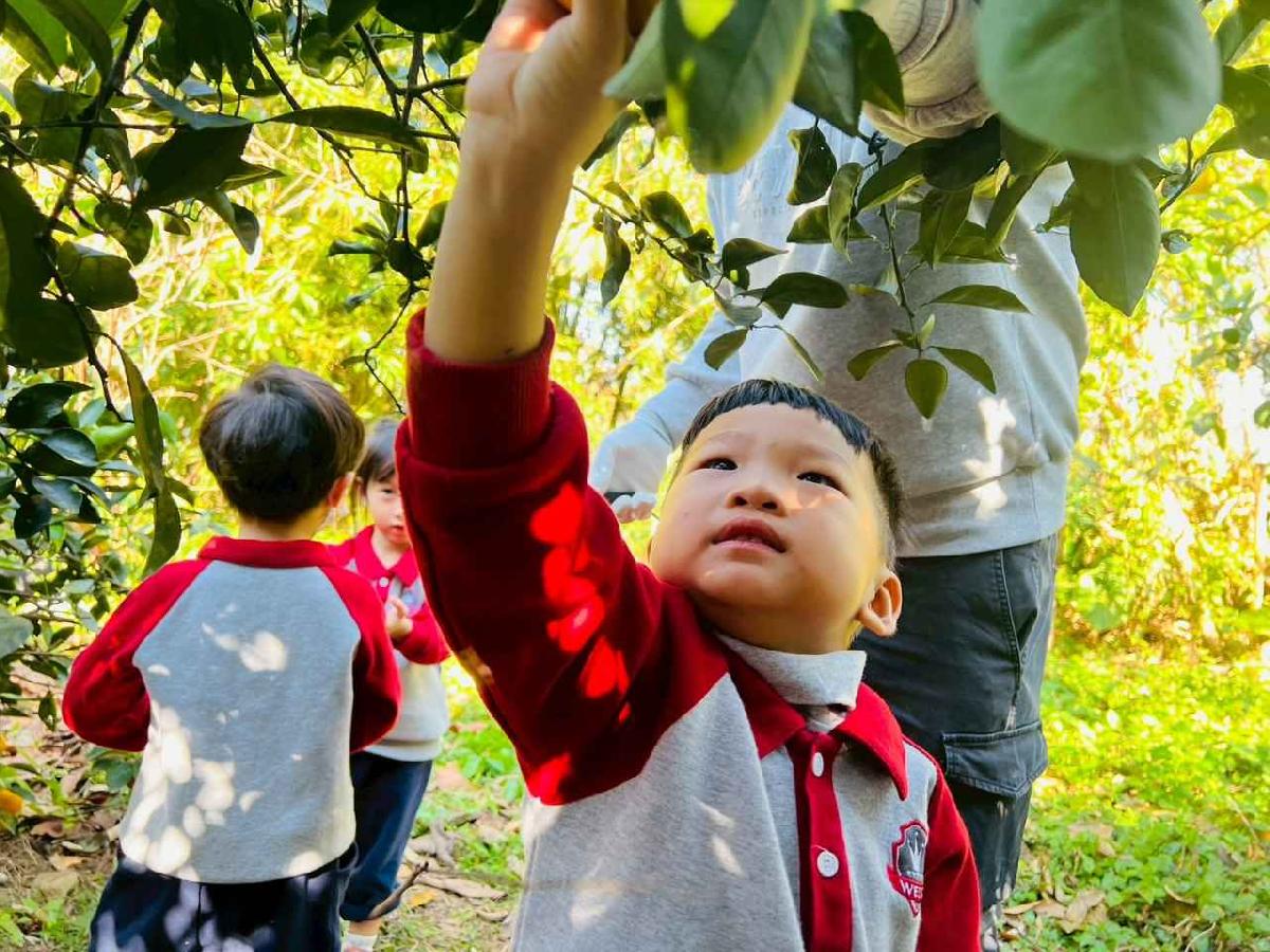 line_album_1150115採柳丁的樂趣_260115_57