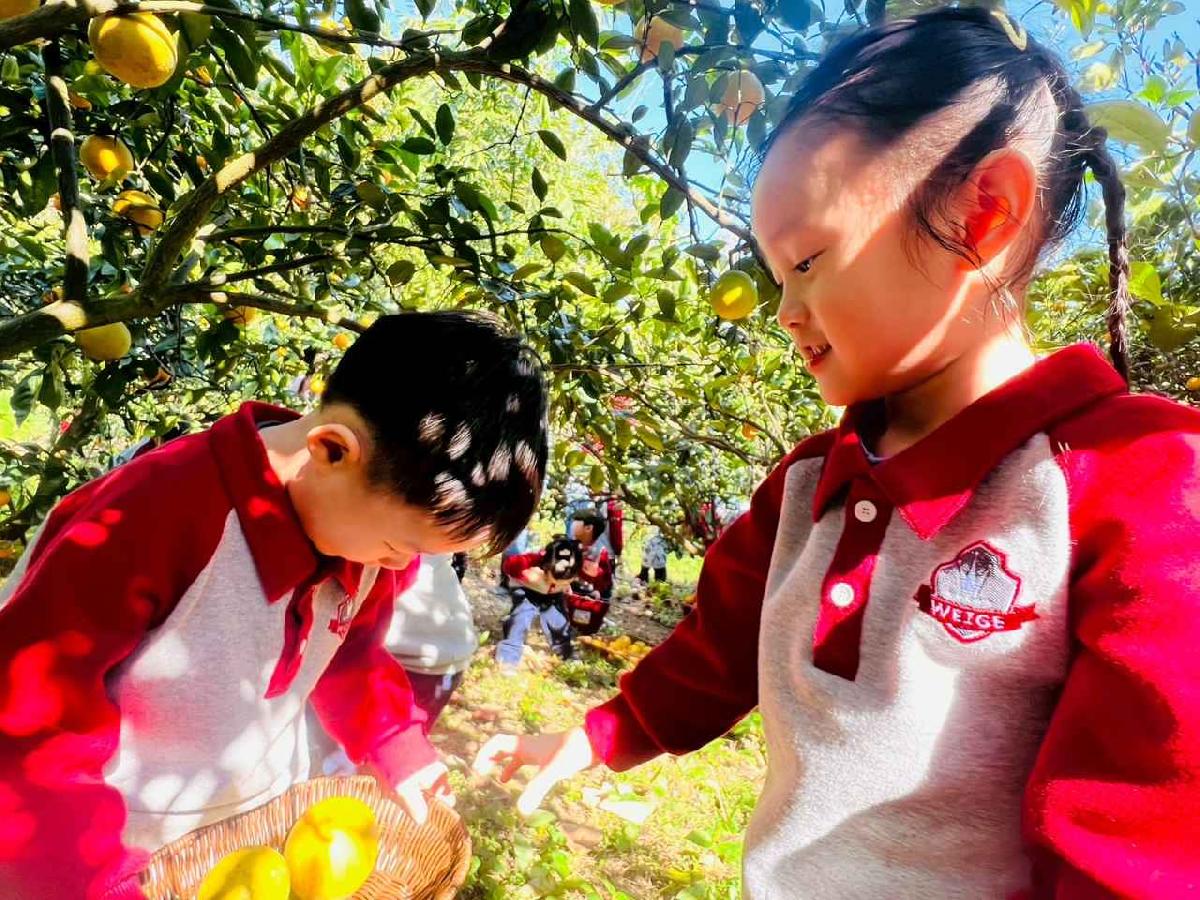 line_album_1150115採柳丁的樂趣_260115_83