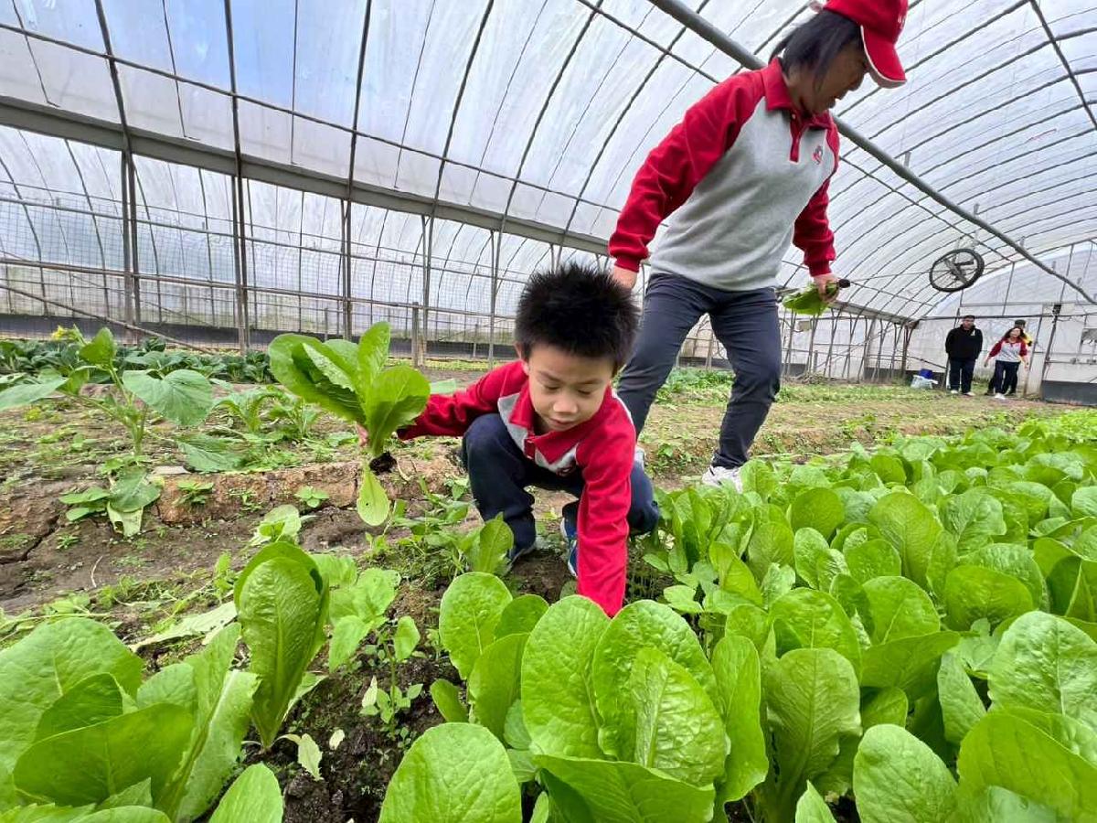 line_album_115.01.30餵雞拔菜_260130_17