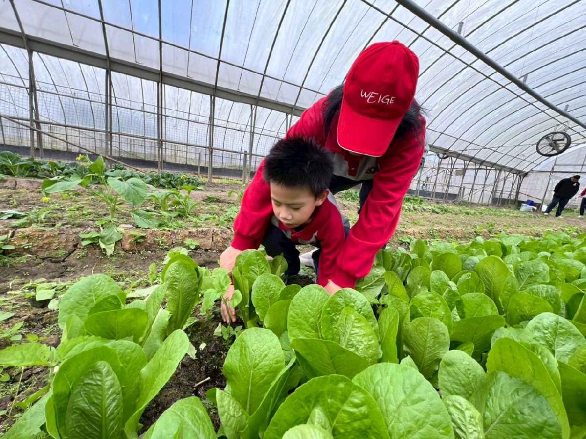 line_album_115.01.30餵雞拔菜_260130_18