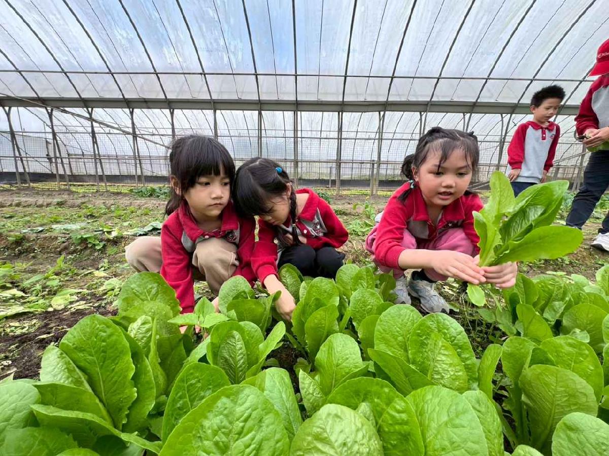 line_album_115.01.30餵雞拔菜_260130_20