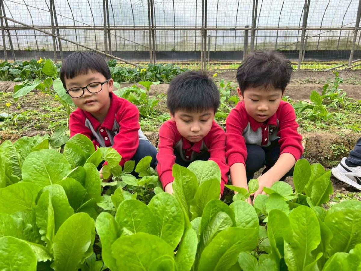 line_album_115.01.30餵雞拔菜_260130_31