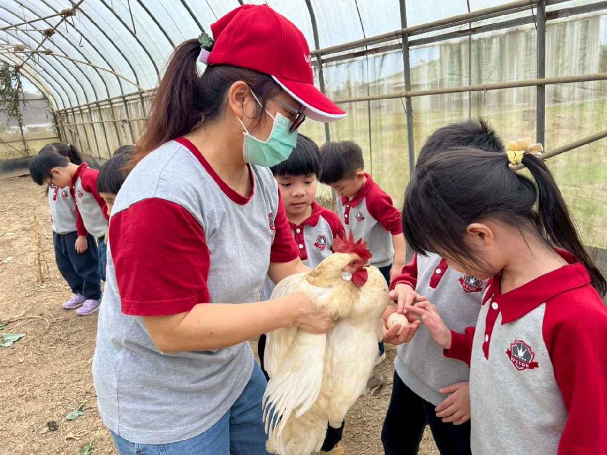 line_album_115.01.30餵雞拔菜_260130_37