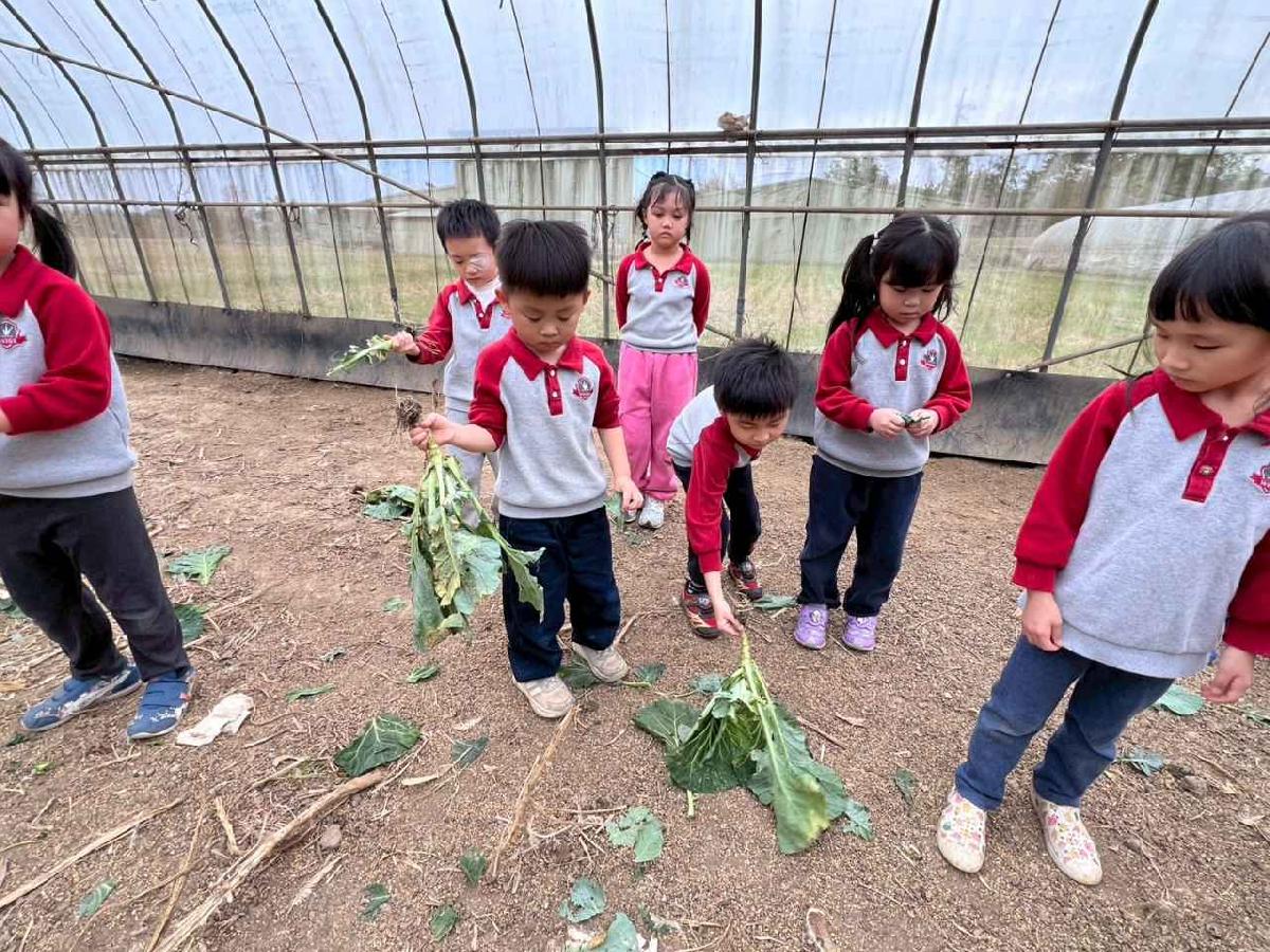 line_album_115.01.30餵雞拔菜_260130_63