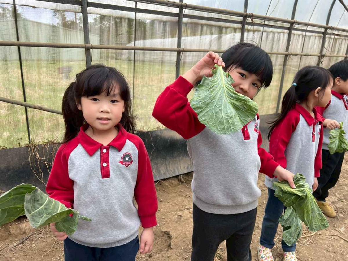 line_album_115.01.30餵雞拔菜_260130_72