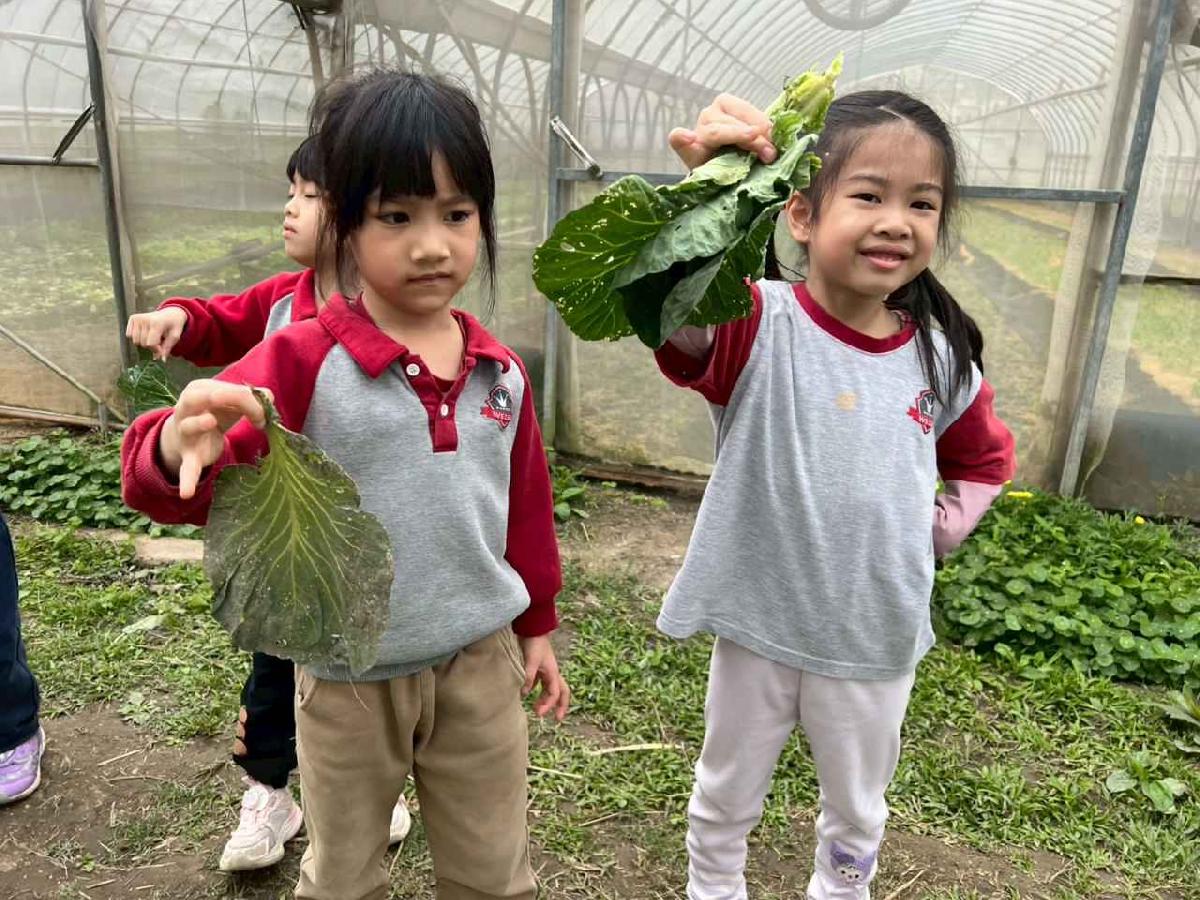 line_album_115.01.30餵雞拔菜_260130_81